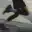 High Intensity Pace